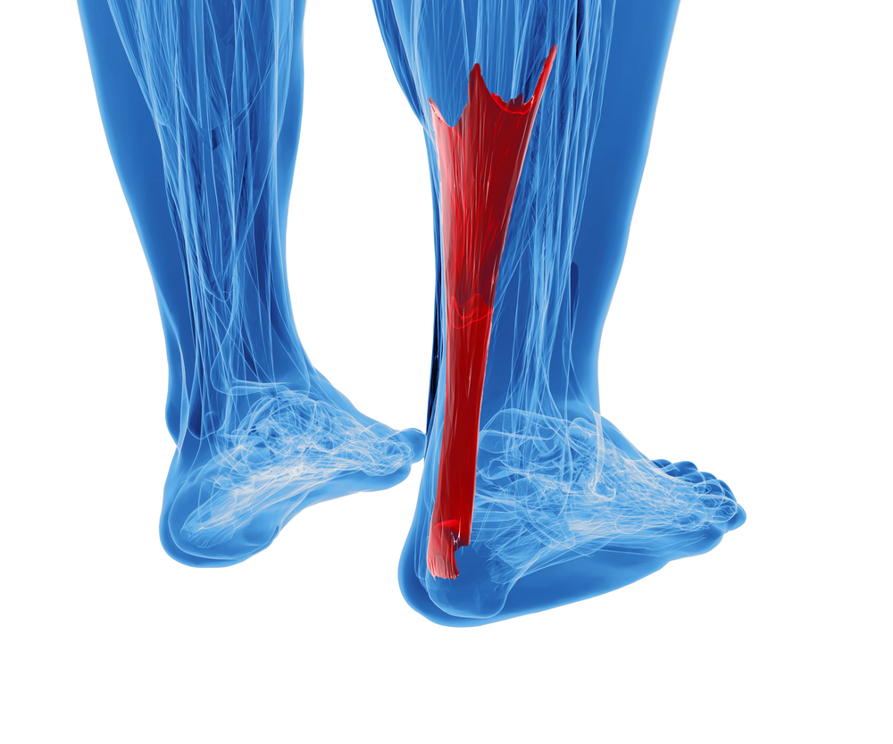 Achilles tendon